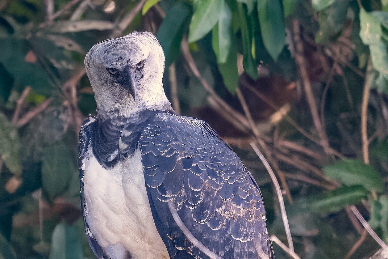 Brazil Harpy Eagle